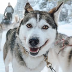 Ikimuistoinen itseajettava huskysafari (Pienryhmä)