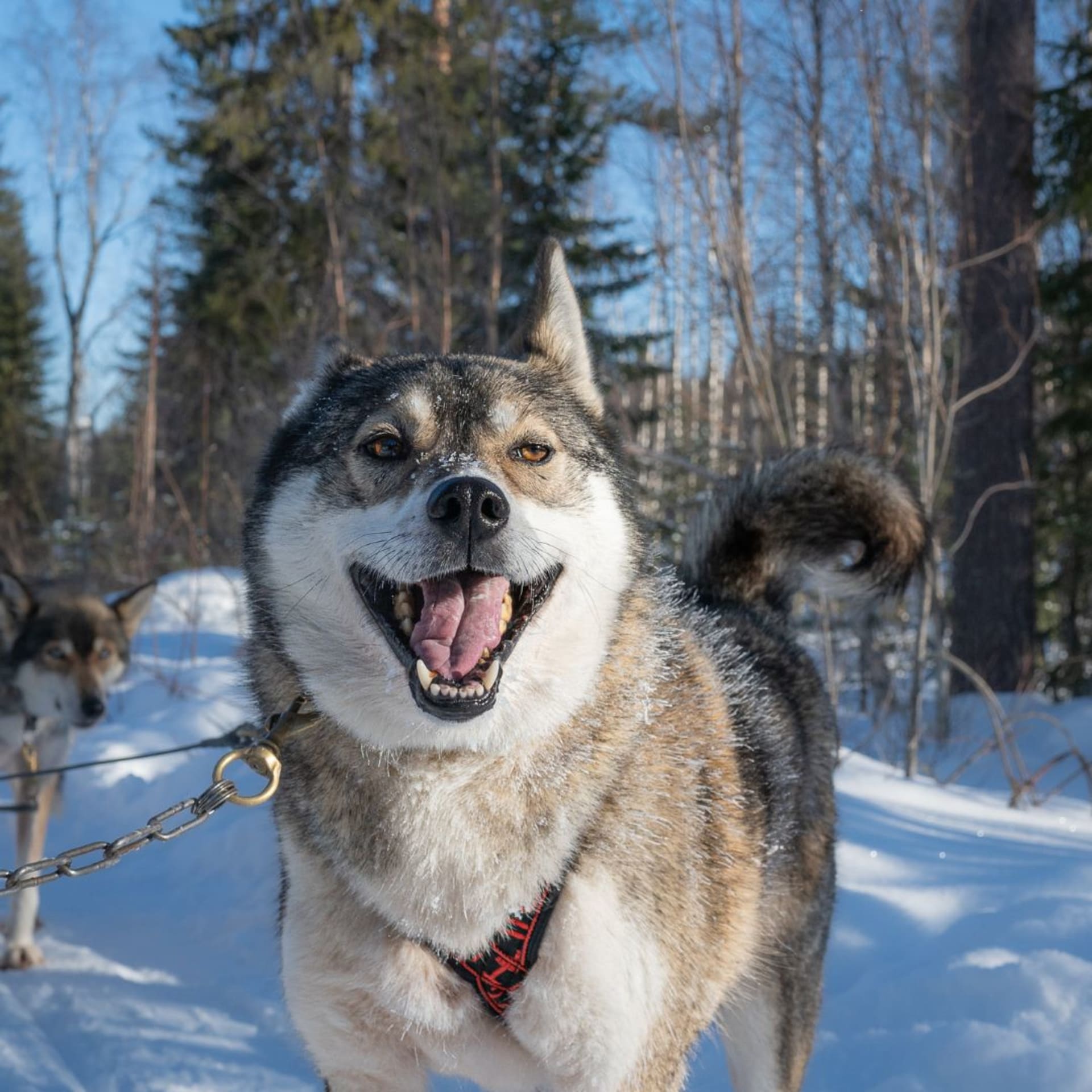 Siberian Husky