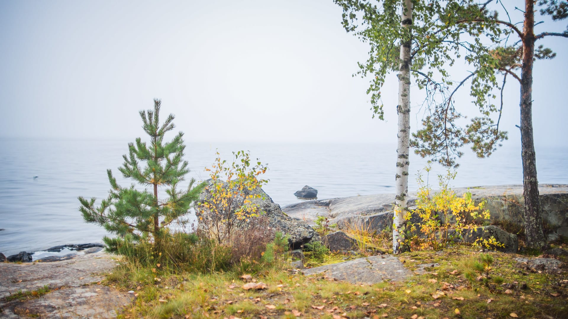 Kauppi forest on the shore of Lake Näsijärvi