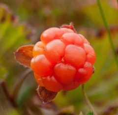 Hellivä Hilla vartalohieronta