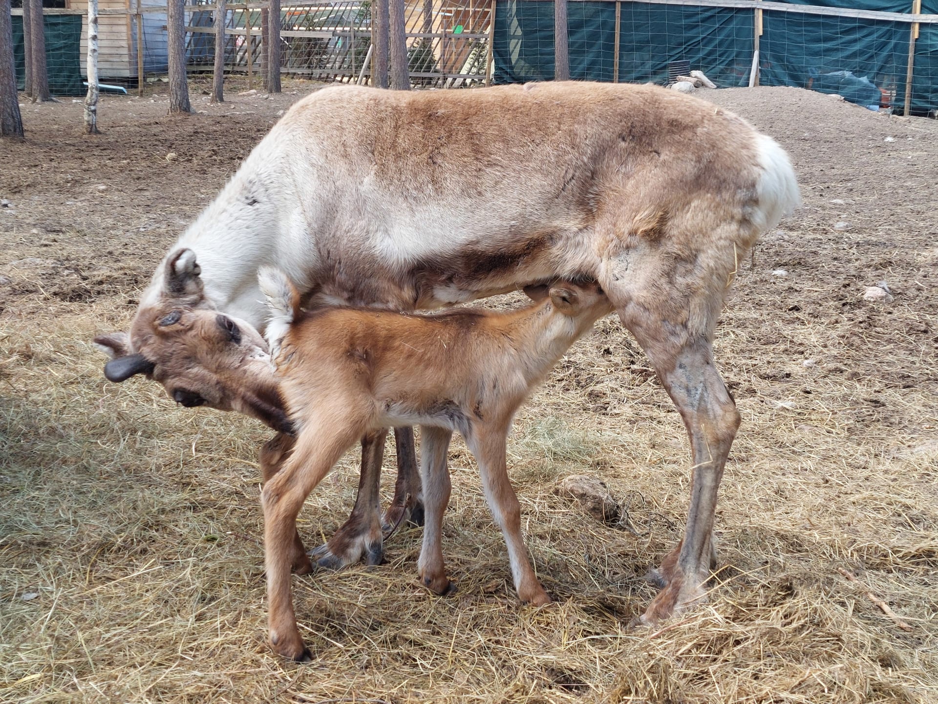 Baby reindeer