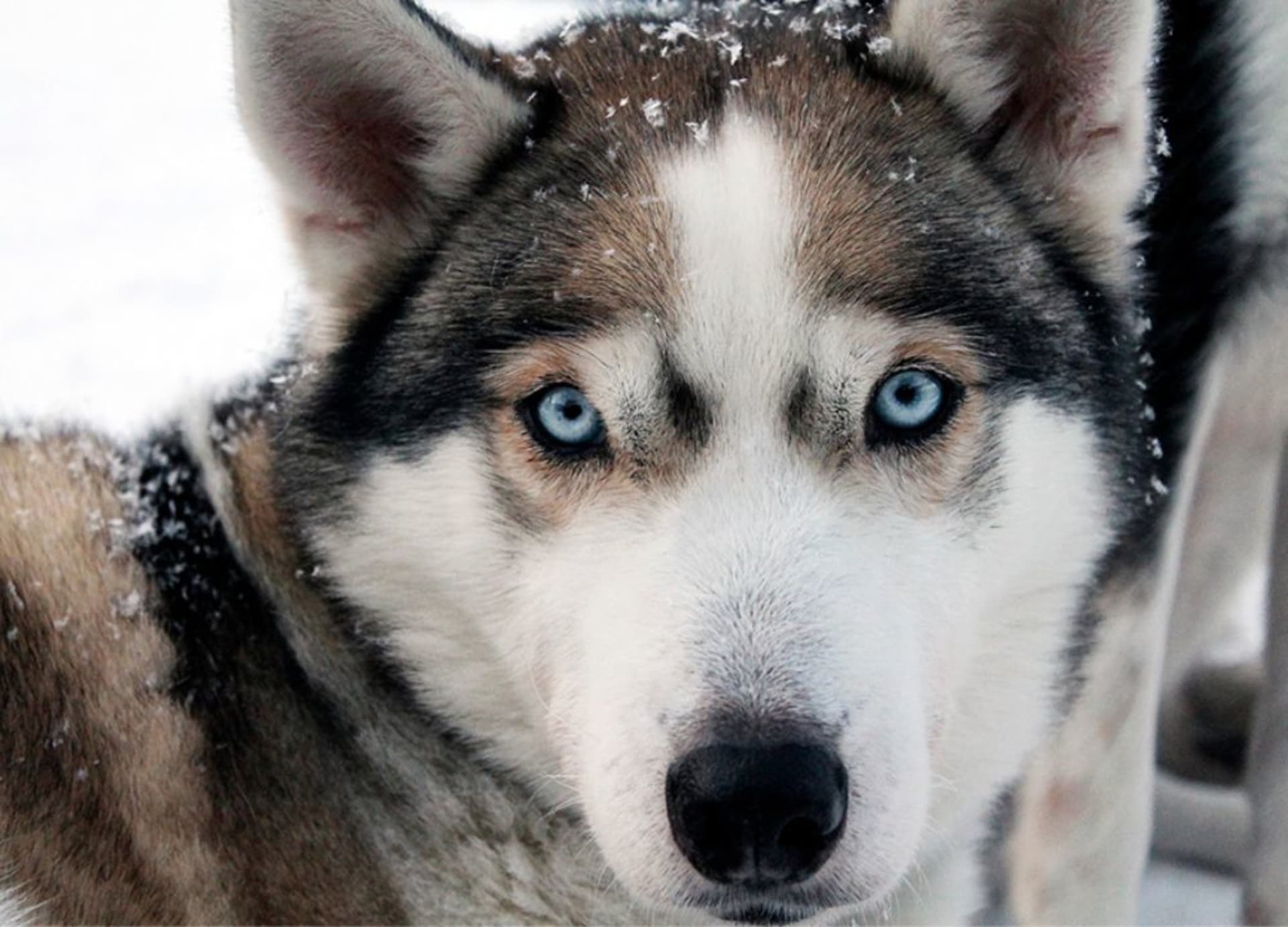 Husky as part of Explorer´s multiweek in Vuokatinmaa