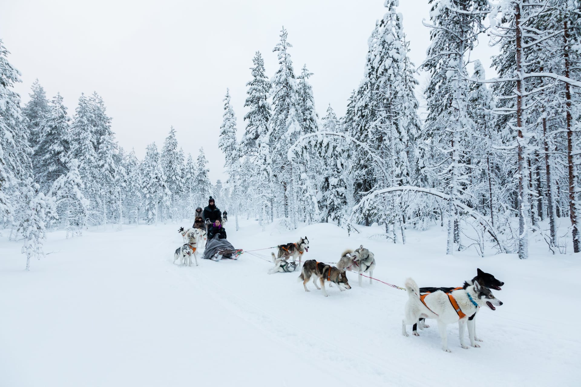 Husky safari in Ranua