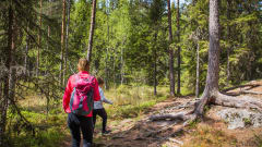 Vuoreksen koukkujärven luontopolku