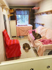 Yksi kissahoitolan huoneista, joissa kaikissa ikkuna, monipuoliset aktivointirakenteet sekä myös piilopaikkoja.