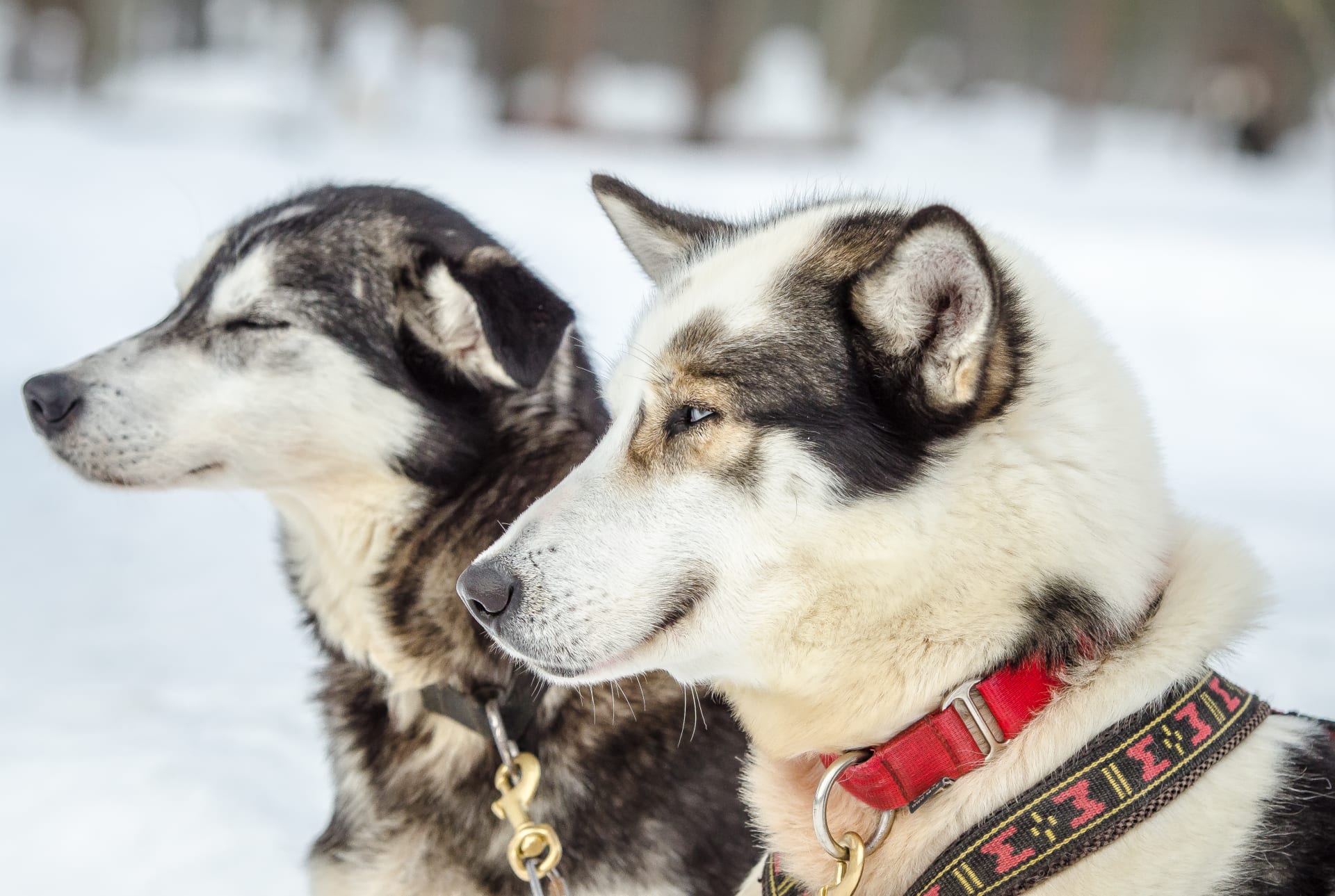 Husky dogs 