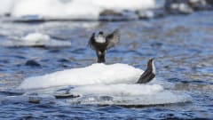 Kuusamon talvilinnut –luontokuvausretki
