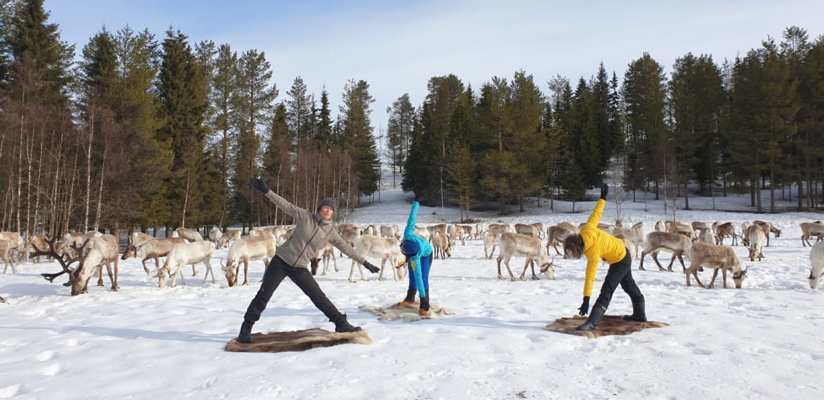 Reindeer yoga at Kujala reindeer farm in Ruka, Kuusamo, Finland