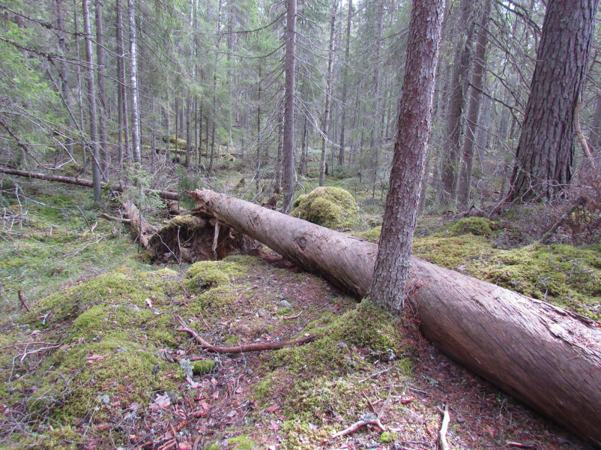 Siikajärvi  nature trail
