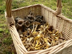 Mushrooms in a basket - © Rosendahl
