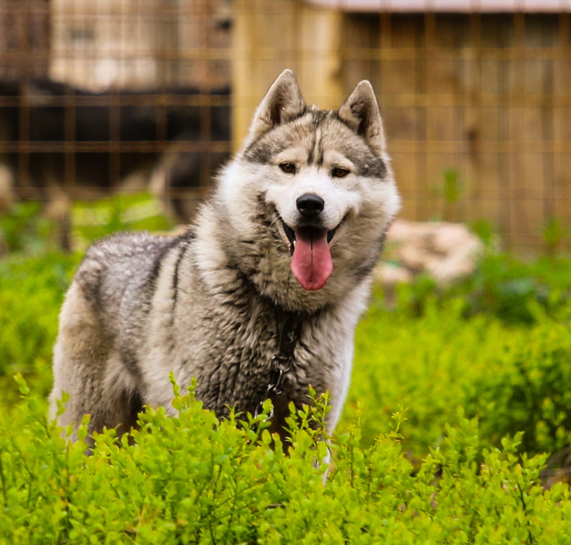 Park Visit and Husky Hugging
