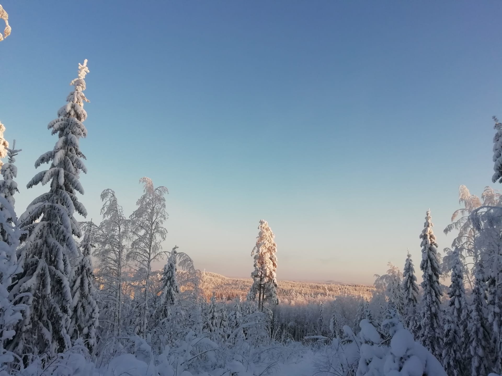 Wintry forest