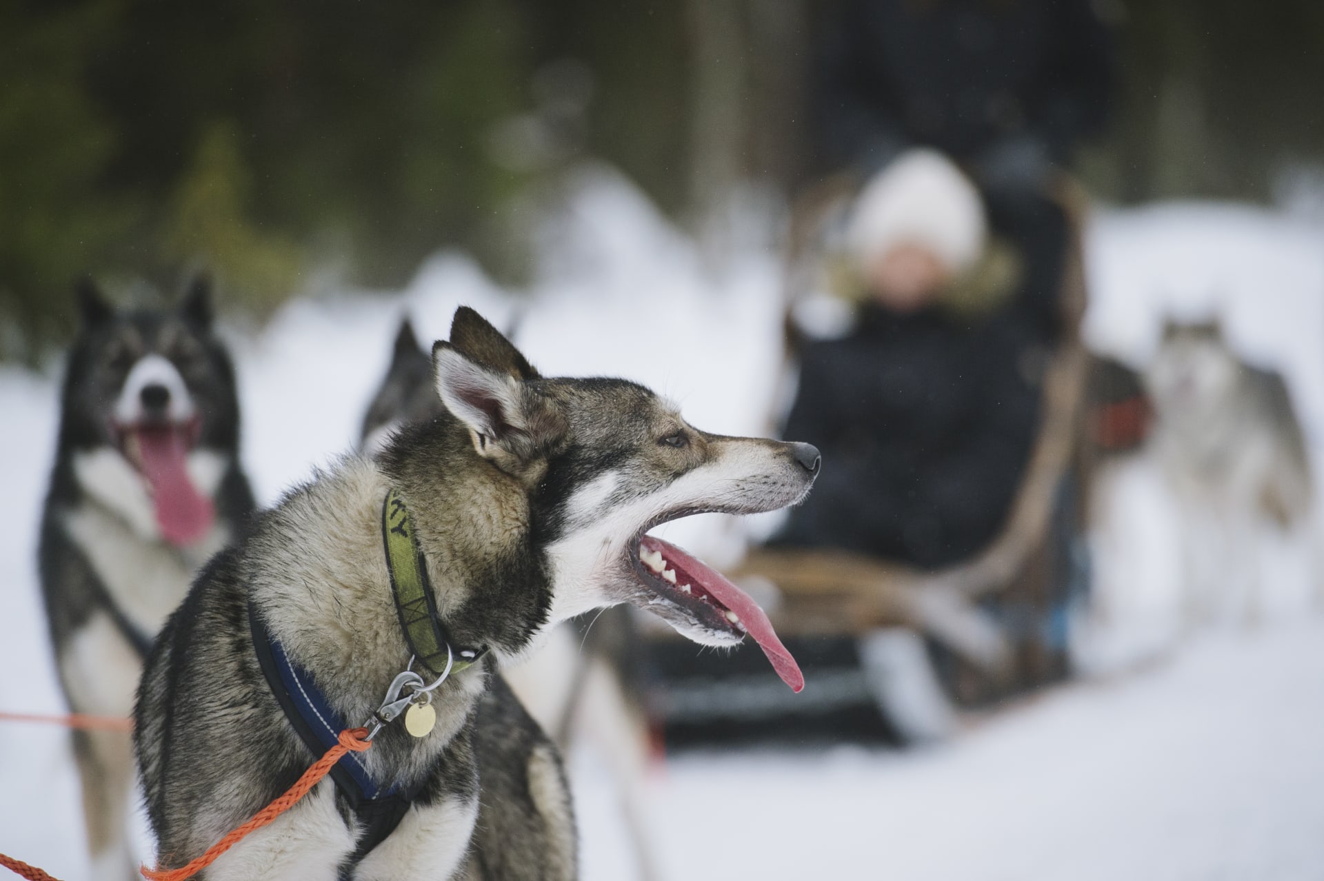Huskies