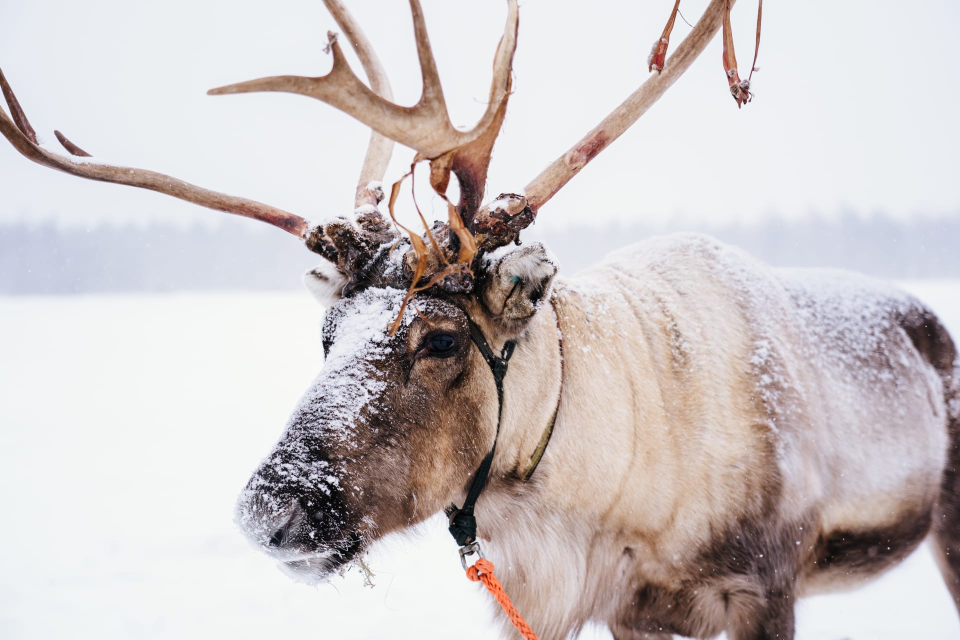 A close-up photo of a reindeer.