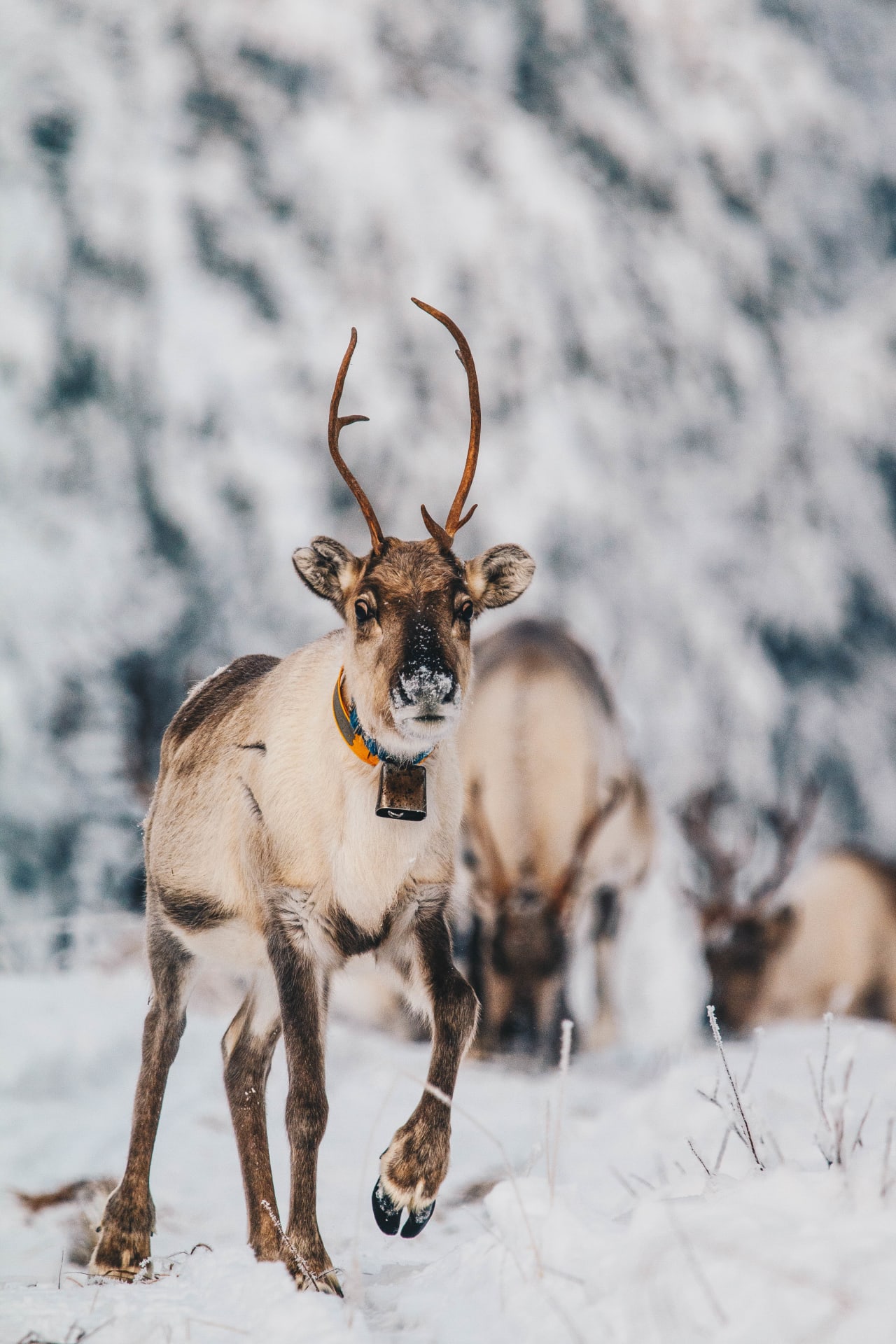 Reindeer in Apukka Resort.