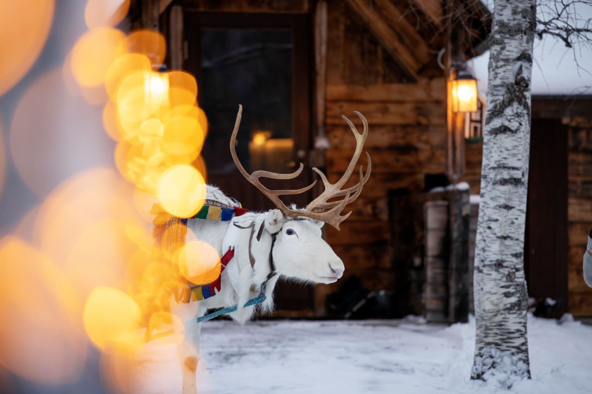 Reindeer and Kota