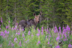 Young moose in the flowers