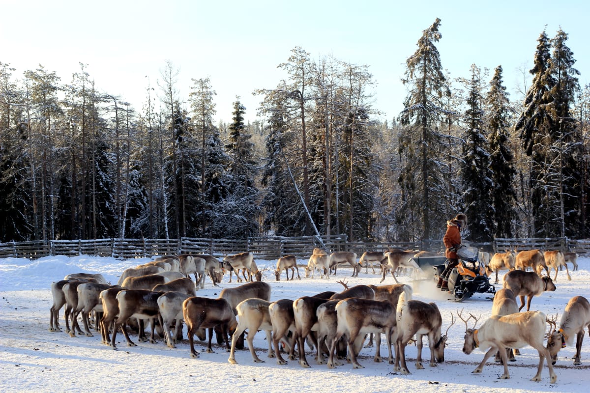 Feeding hundreds of reindeer