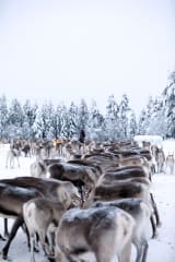 Porotokan aamuruokinta