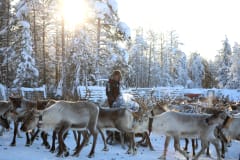 Porotokan aamuruokinta Kujalan Porotilalla