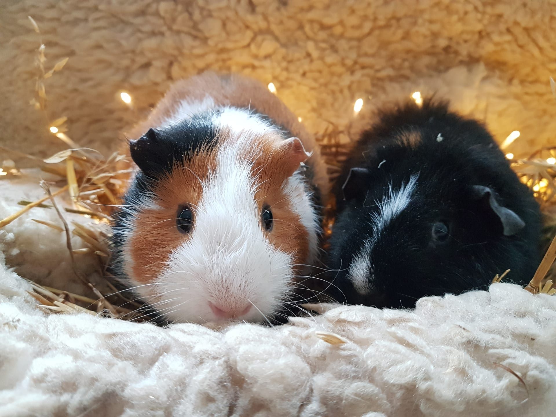 Guinea pigs