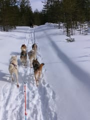 Huskies about to go for a ride