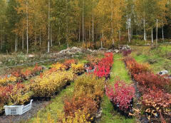 In the Garden Shop you can find trees, shrubs and perennials.