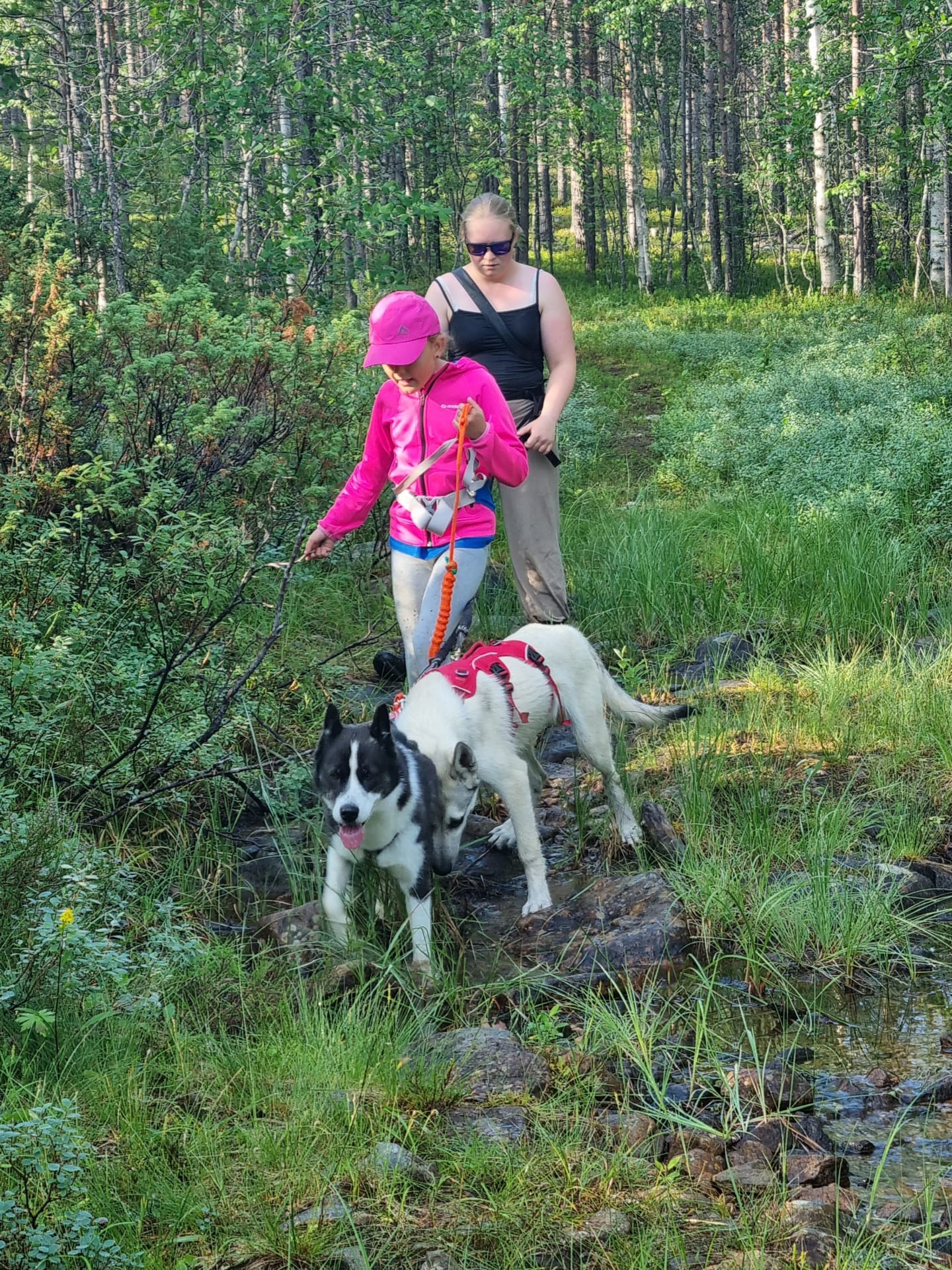Husky Walks during summer and autumn can be combined with berry picking