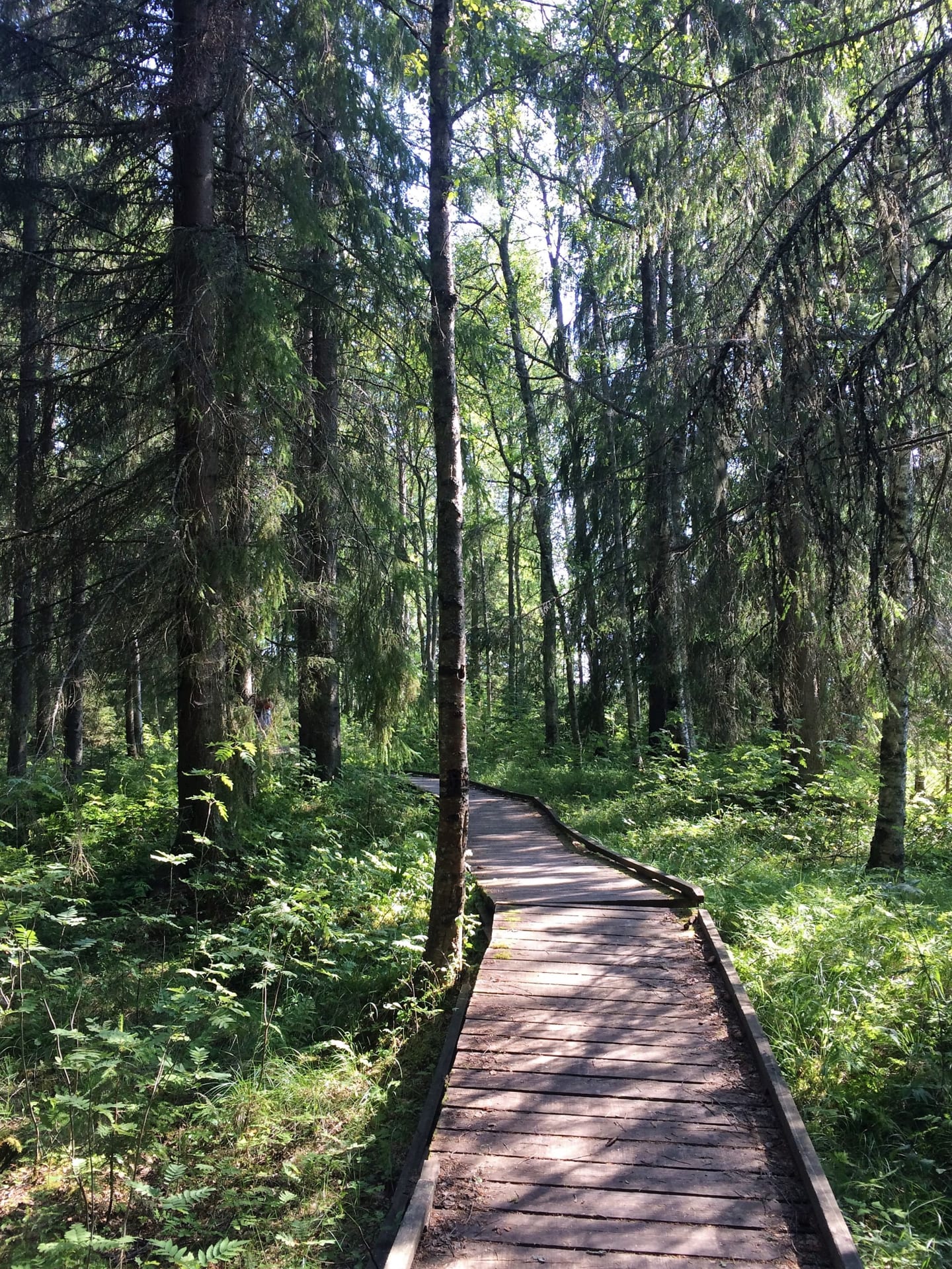 Varjakka island nature.