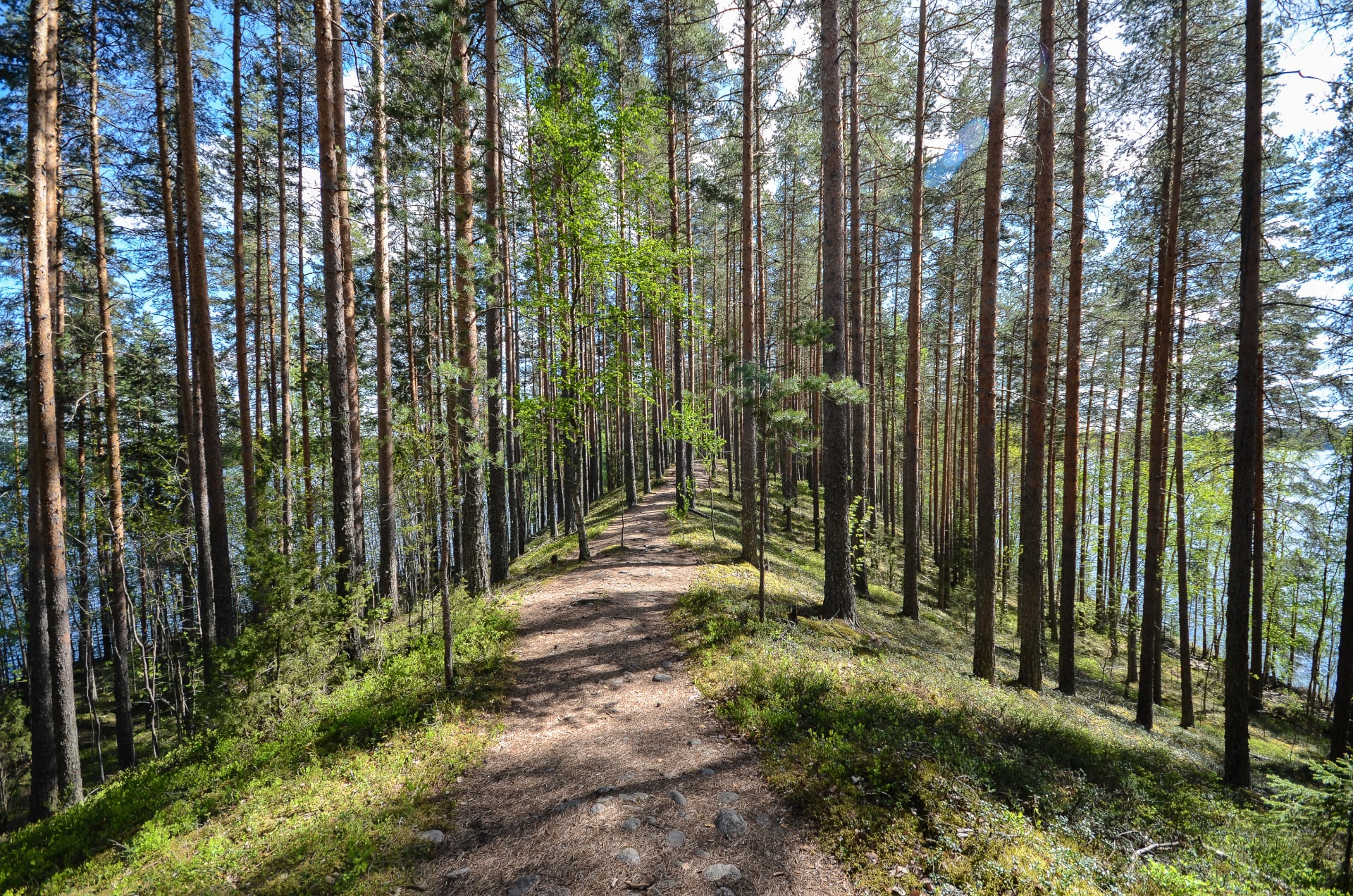 Kesäistä valoisaa harjumetsää Leivonmäen kansallispuistossa. Harjun keskellä on polku ja puiden välistä pilkistää järvi.Kuva: Upe Nykänen