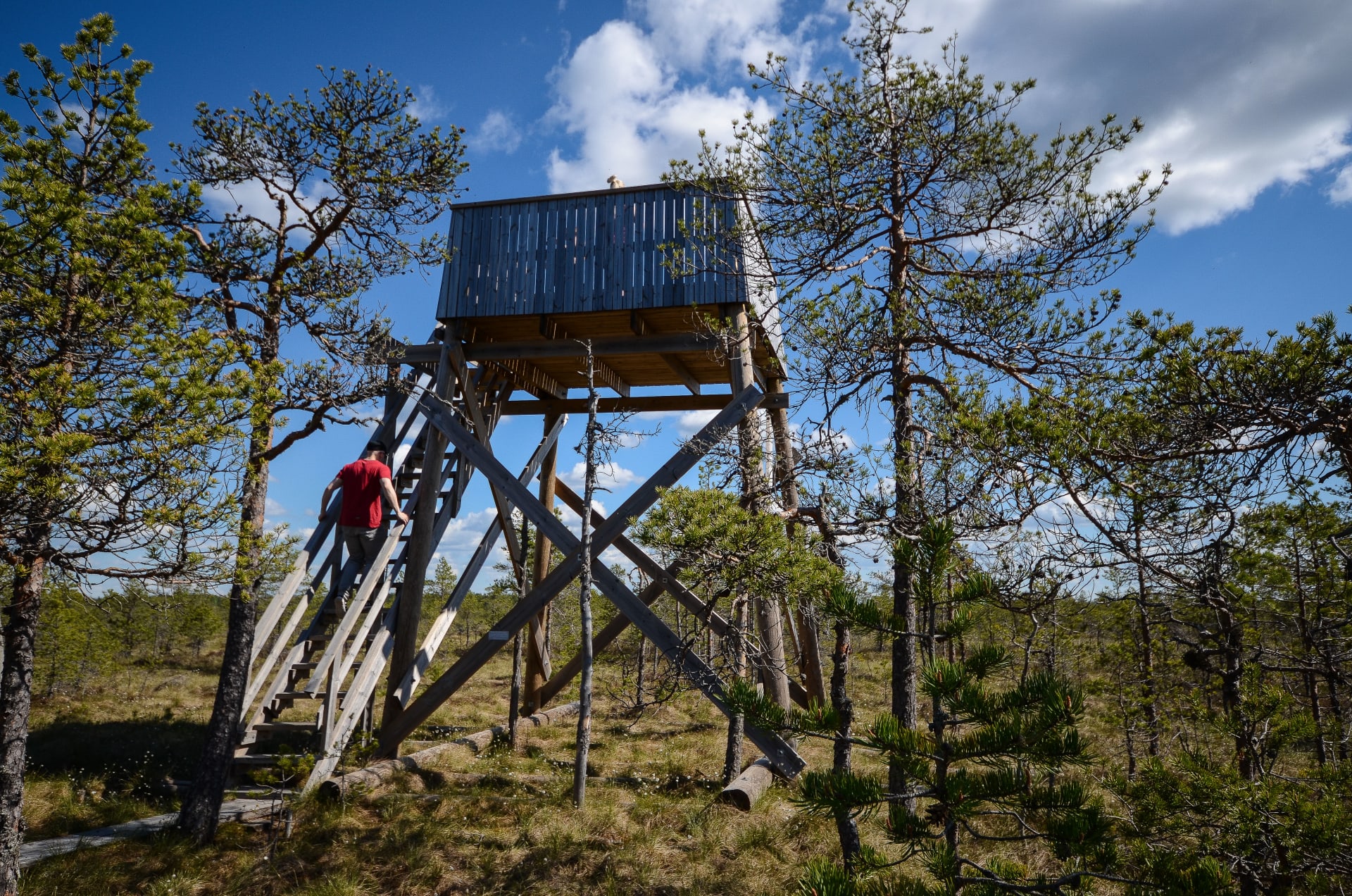 Kesäinen suomaisema Leivonmäen kansallispuistosta. Retkeilijä nousemassa puiseen luontotorniin. Kuva: Upe Nykänen