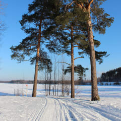 Ice ski tracks going under beautiful and tall pine trees.