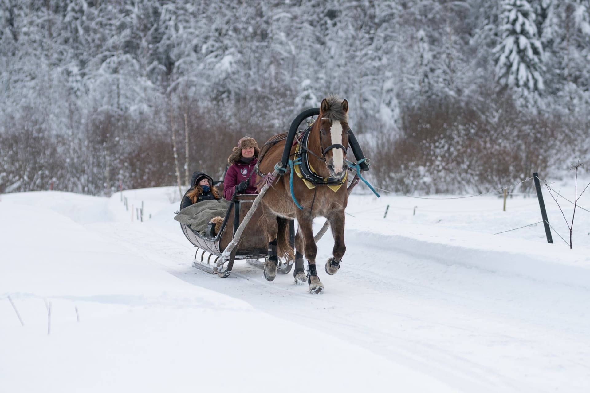 Sleigh Ride On The Farm with a Finnhorse