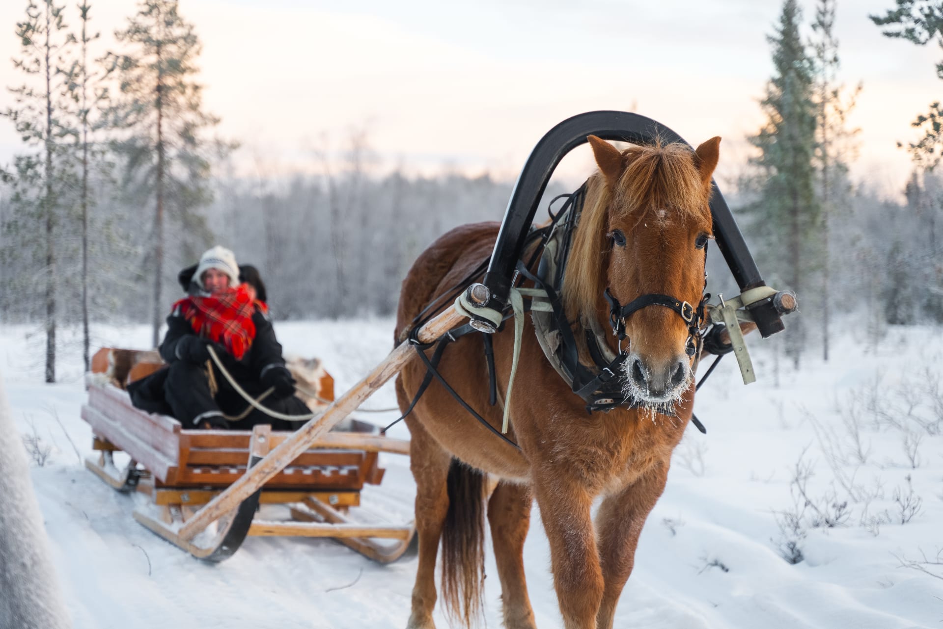 Horse-drawn sleigh ride in Enontekiö Lapland.