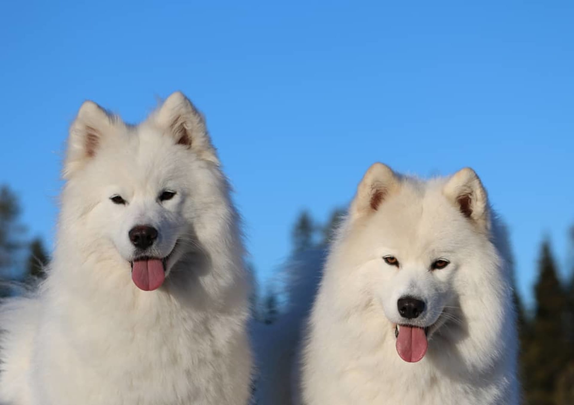 Arctic Snow Dogs