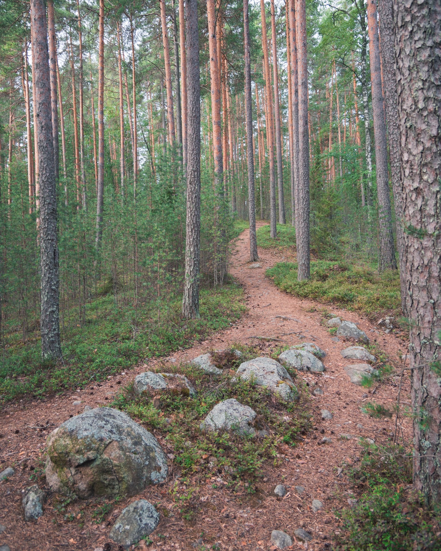 Alueen kasvillisuus on kuivaa kangasmetsää, jossa kasvaa muun muassa vanhaa männikkömetsää sekä puolukoita ja variksenmarjoja.