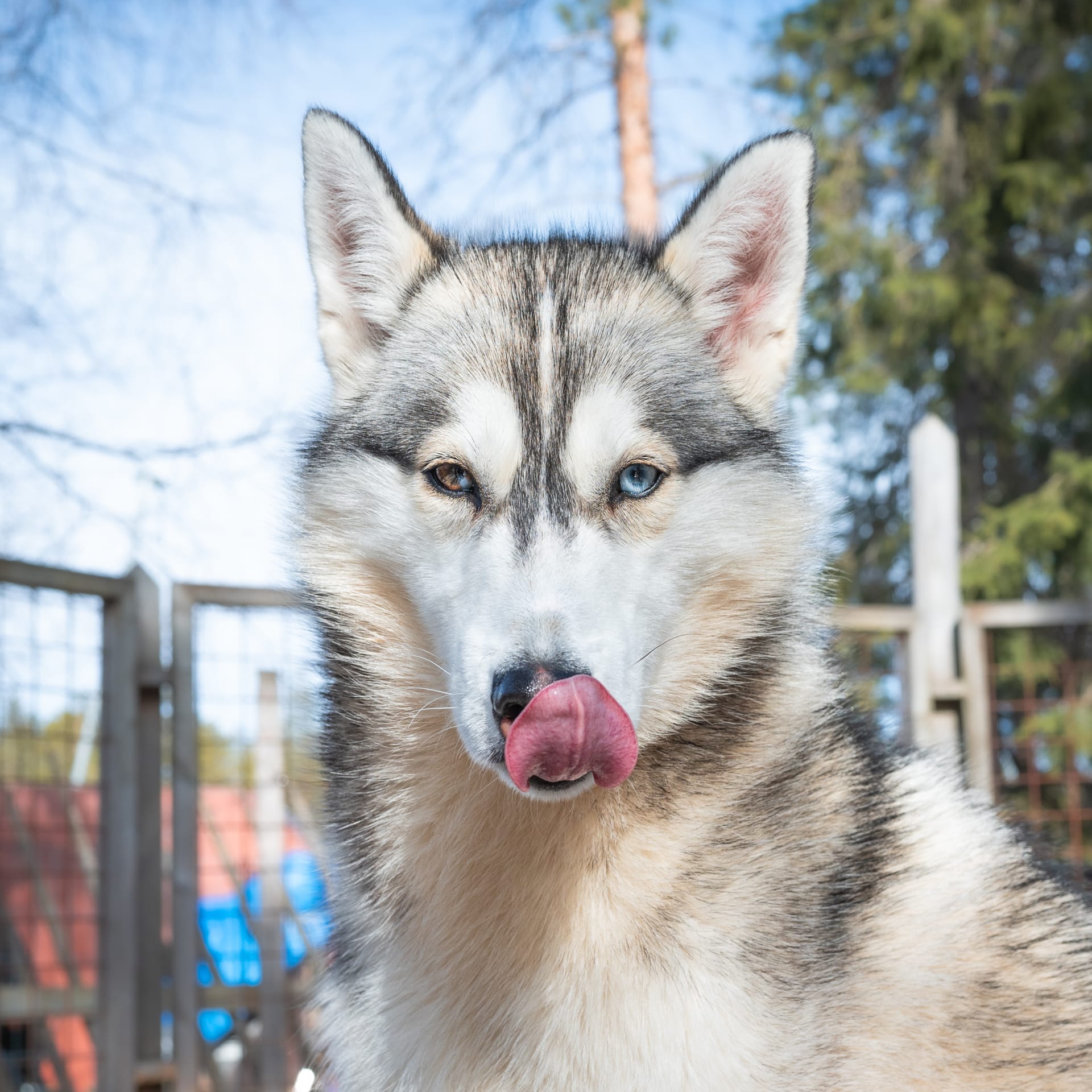 Siberian Husky