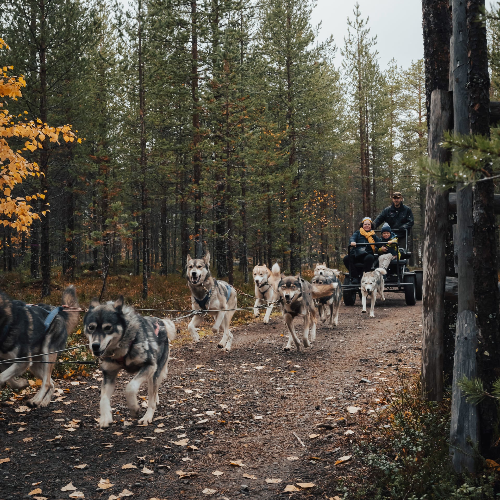 Husky ride with summer carriage