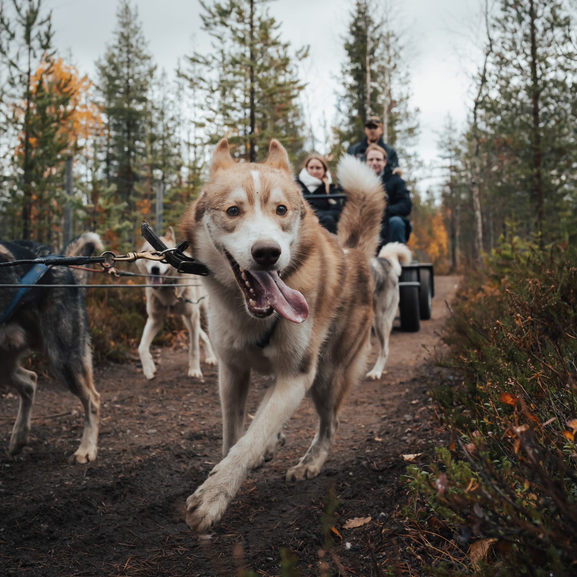 Husky ride