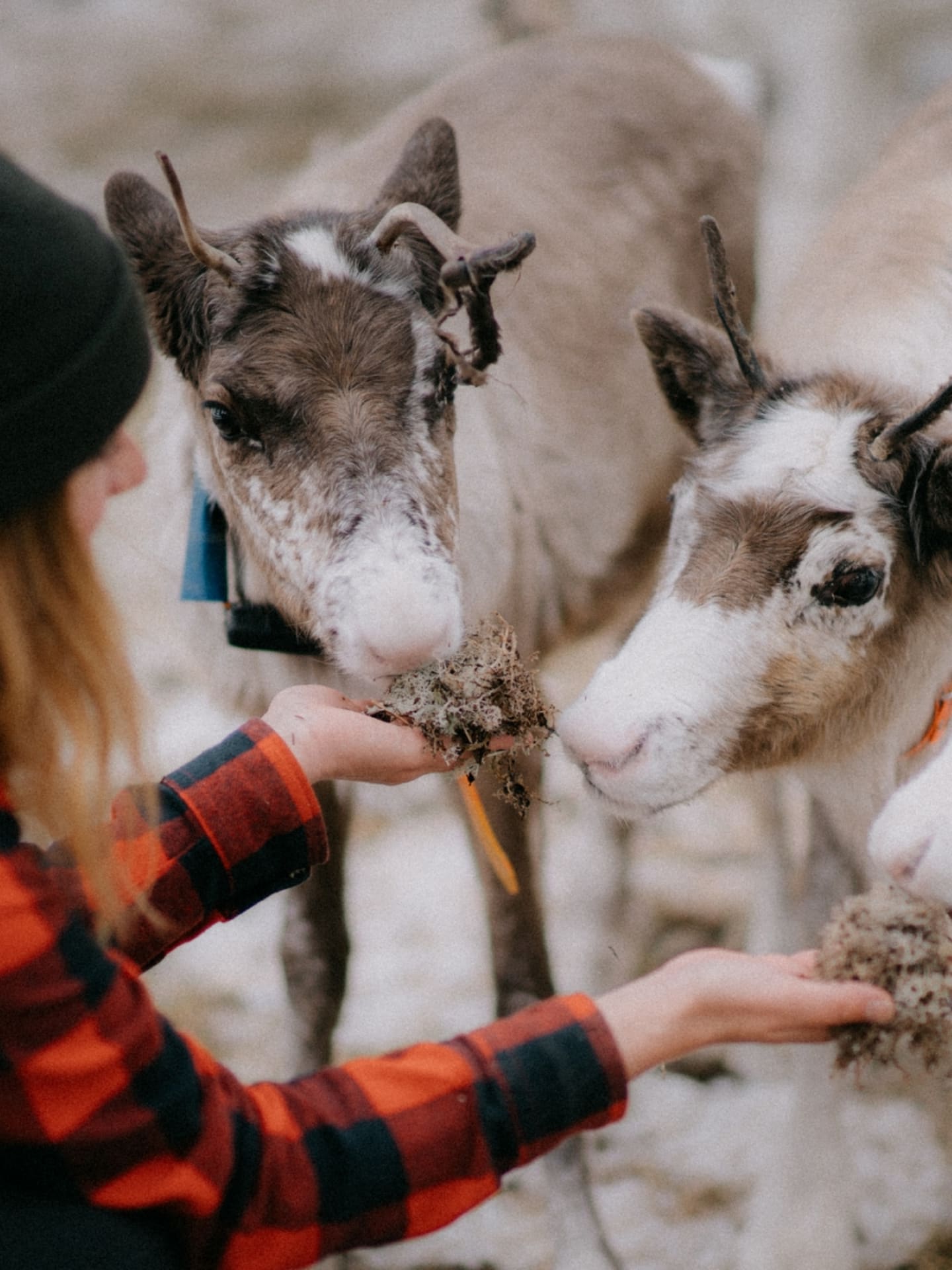 Feeding reindeer