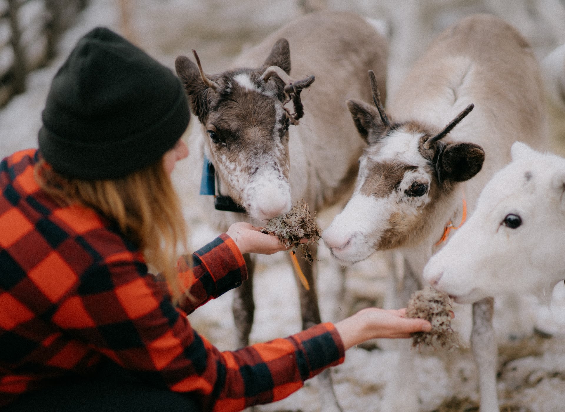 Visiting local reindeer farm