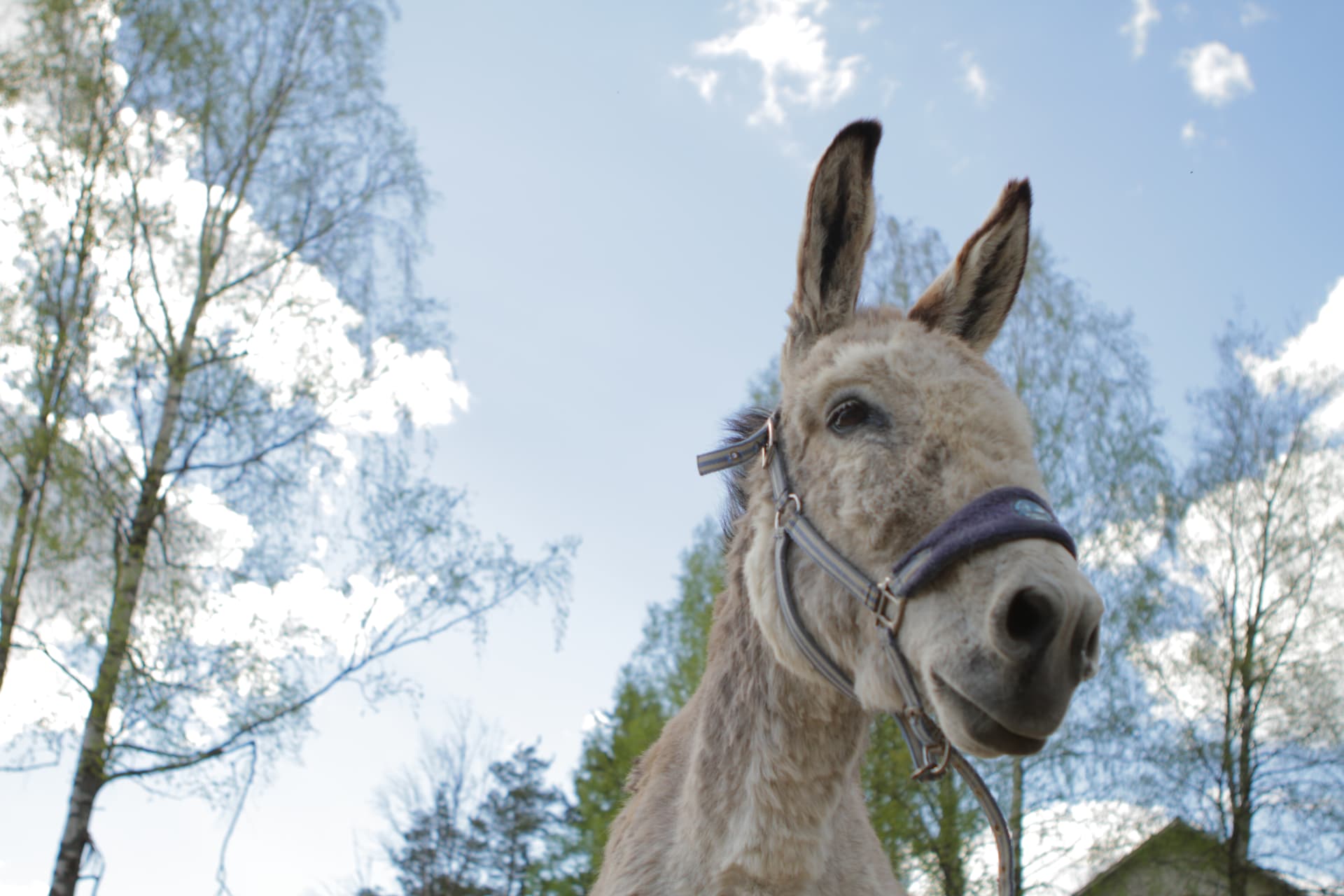 Olgan Farm, Iitti | Visit Finland