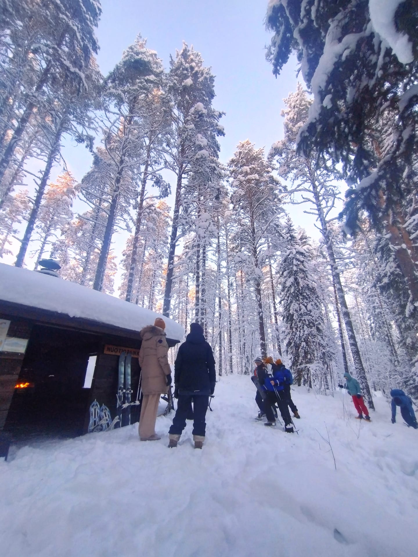 Winter forest with snowshoe