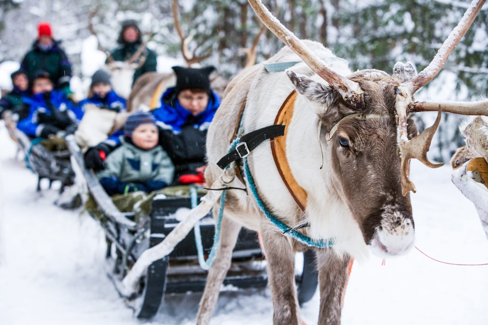 Reindeer Farm and Safari in Saariselkä (Inari) | Visit Finland