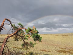 Summer hike in Ylläs