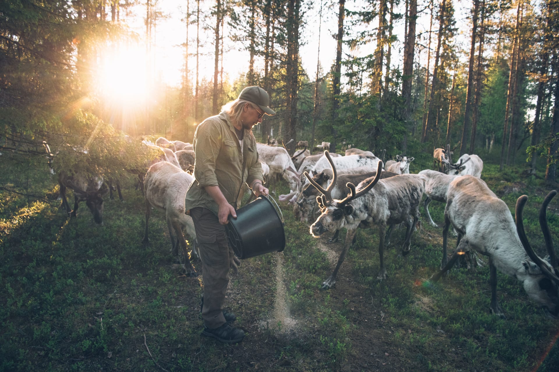 Reindeer Feeding