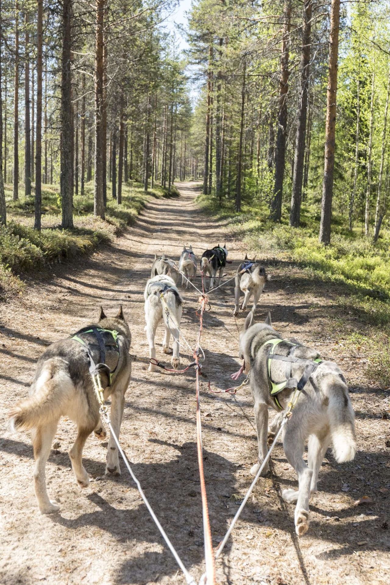 Husky safari on wheels