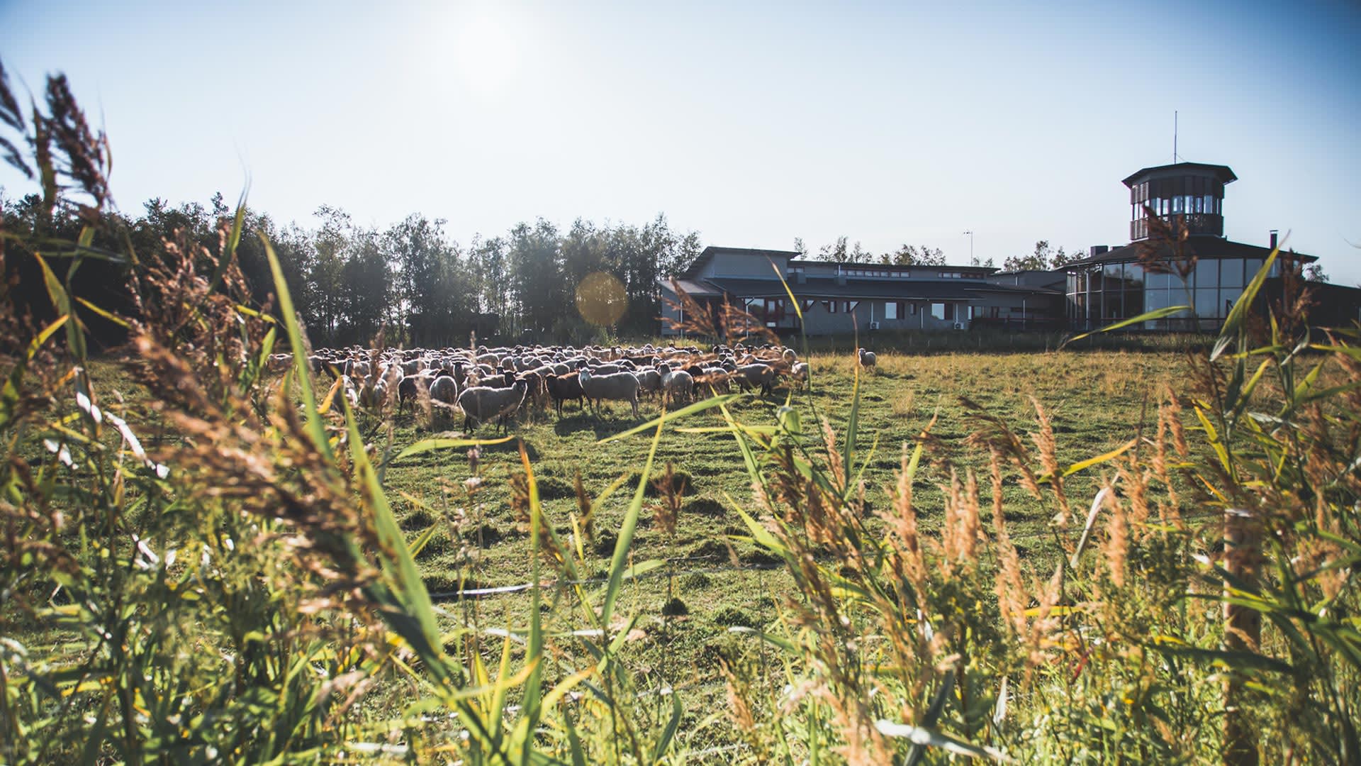 Lammaskatraan ja rantaniityn takana näkyy rakennus.  A building can be seen behind the flock of sheep and the beach meadow.