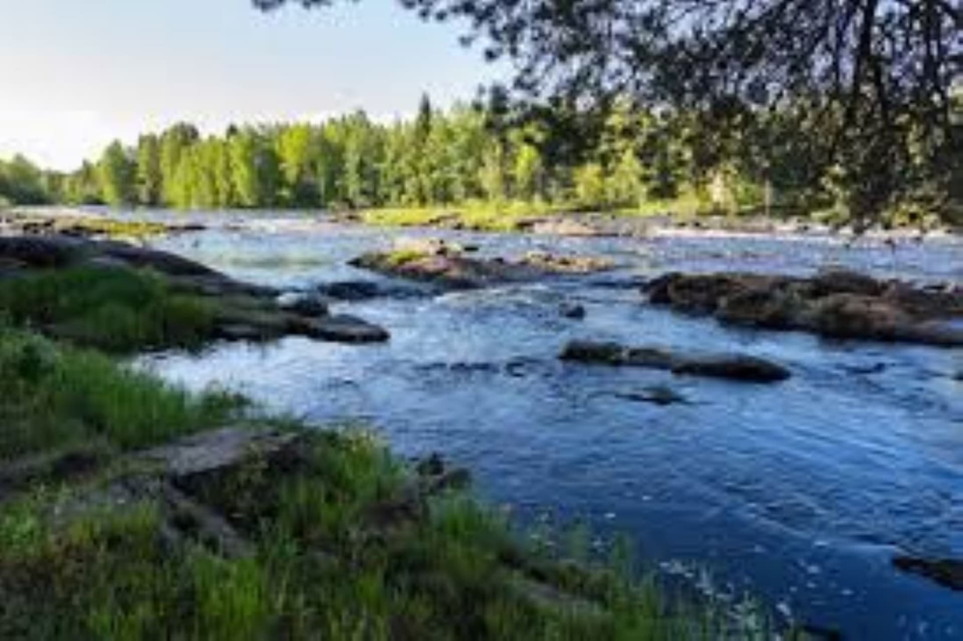 Koiteli rapids area in summer. Blue water flowing between rocks. Foreground green grass on the bank. Background green spruces.