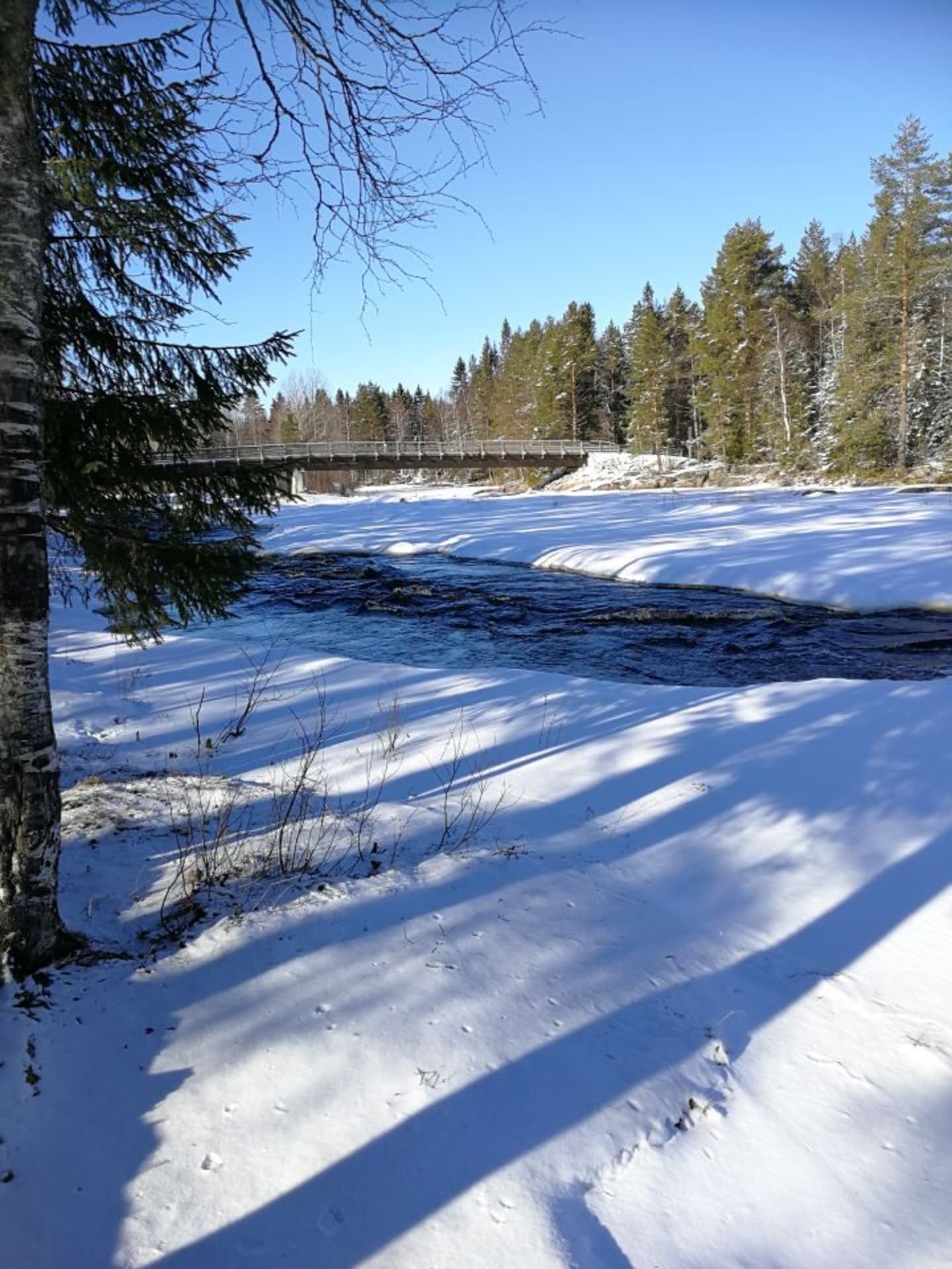 Koiteli rapids area in winter. Blue water flowing in the middle of the river between ice and snow. Background green spruces.